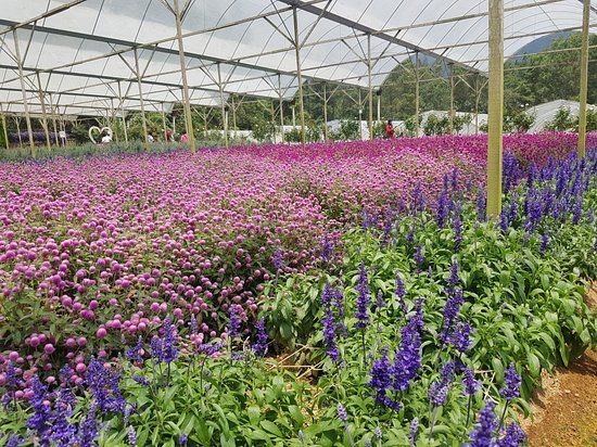 Genting Strawberry Leisure Farms